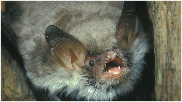 Bayerische_Fransenfledermaus